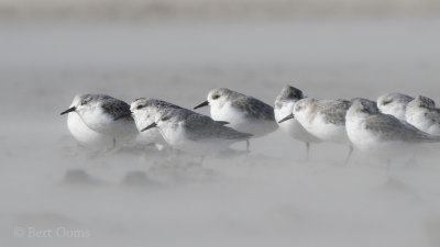 Sanderling PSLR-6687