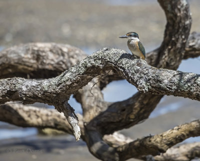 Sacred kingfisher PSLR-3841