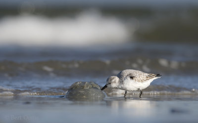 Sanderling KPSLR-6528.