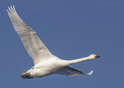 Bewick's swan PSLR-9847