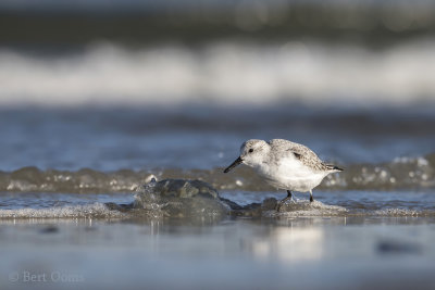 Sanderling PSLR-6529