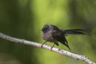 Rhipidura fuliginosa - New Zealand Fantail - Maoriwaaierstaart