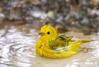 Yellow Warbler (male)IMG_2934.jpg