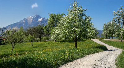 Spring in Meggen with view to Mount Pilatus