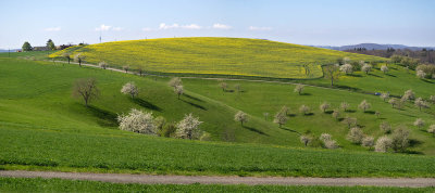 Rapeseed on a hill chain.