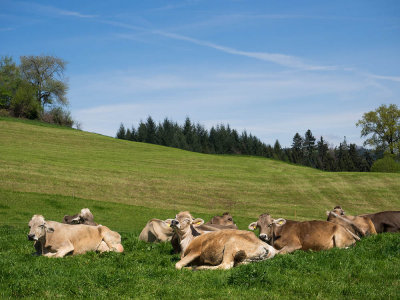 cows_in_switzerland