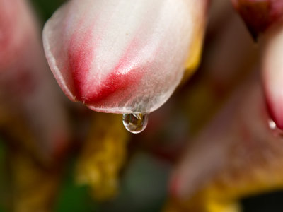 The Tear of petal