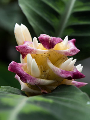 Oriental-Flower