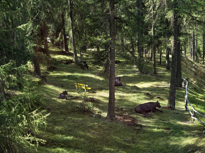 Cows in the forest of Pontresina