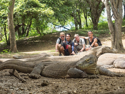 Komodo dragon