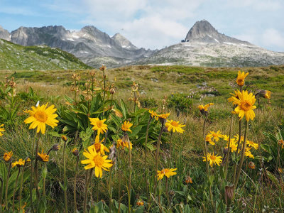 Flowers on the way