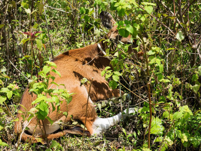 Sleepy calf