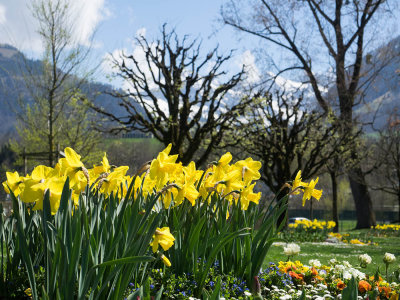 Spring flowers in Sarnen