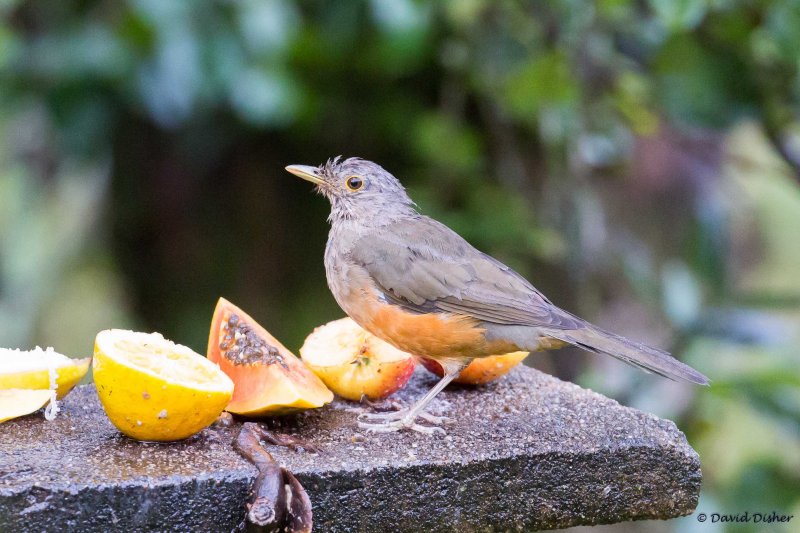 Rufous-bellied Thrush, Intervales SP, Brazil