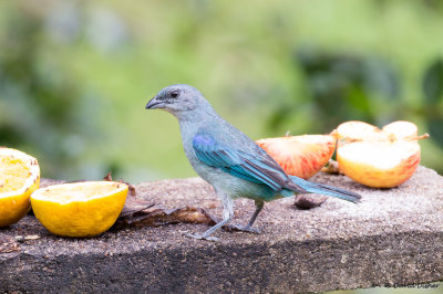 Azure-winged Tanager, Intervales State Park, Brazil