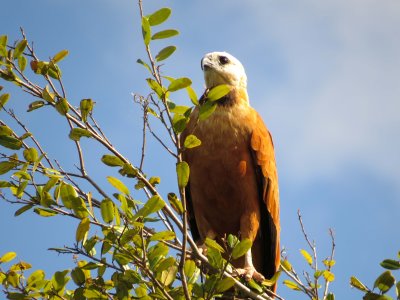 Black-Collared Hawk, Pantanal, Brazil