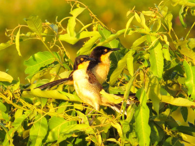 Black-capped Donacobious, Pantanal, Brazil