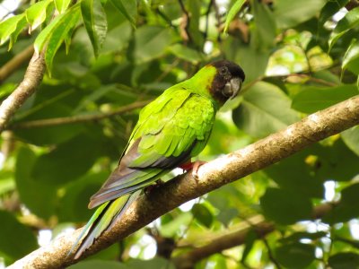 Black-hooded Parakeet, Pantanal, Brazil