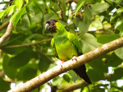 Black-hooded Parakeet, Pantanal, Brazil