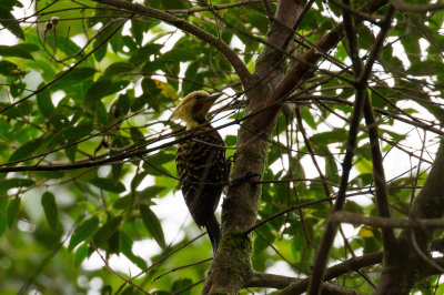 Blond-crested Woodpecker, Intervales SP, Brazil