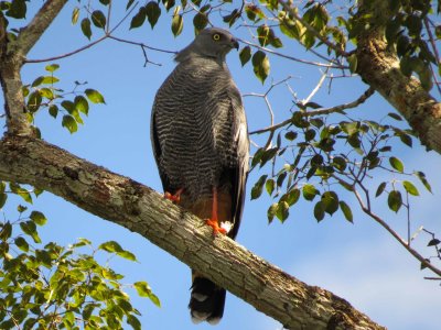 Crane Hawk, Pantanal, Brazil