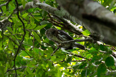 Ferruginous Pygmy-Owl, Iguacu Falls, Brazil