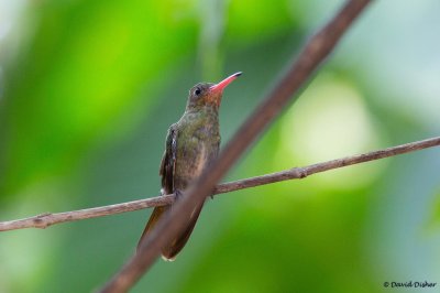 Gilded Hummingbird, Iguazu Falls, Argentina
