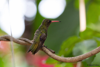 Gilded Hummingbird, Iguazu Falls, Argentina