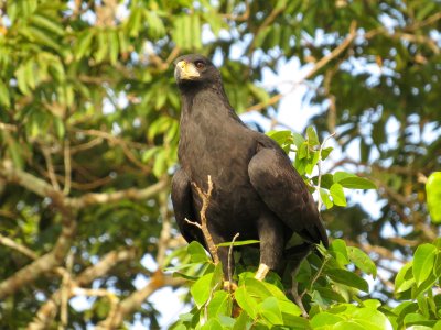 Great Black-Hawk, Pantanal, Brazil