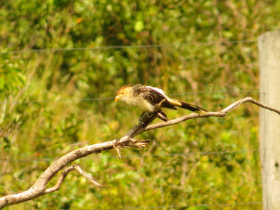 Guira Cuckoo, Pantanal, Brazil