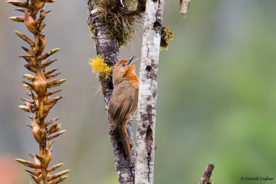 Orange-breasted Thornbird, Intervalles SP, Brazil