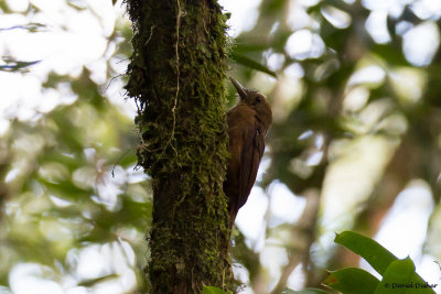 Plain-winged Woodcreeper, Intervales SP, Brazil