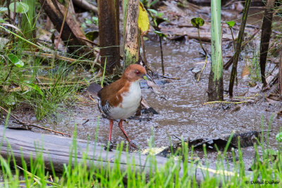 Red and White Crake, Intervales SP, Brazil