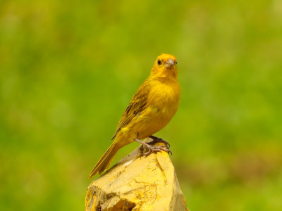 Saffron Finch, Pantanal, Brazil