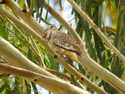 Scaled Dove, Pantanal, Brazil
