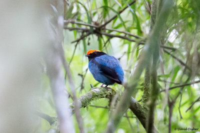 Swallow-tailed Manakin, Intervales SP, Brazil