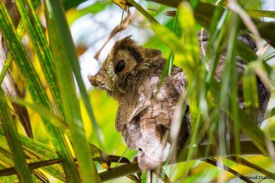 Tropical Screech Owl, Intervales SP, Brazil