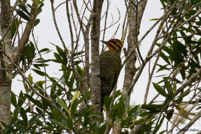 White-Browed Woodpecker, Intervales SP, Brazil