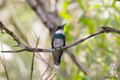 White-necked Hummingbird,Intervales SP, Brazil