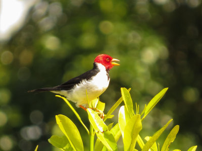 Yellow-billed Cardinal, Pantanal, Brazil