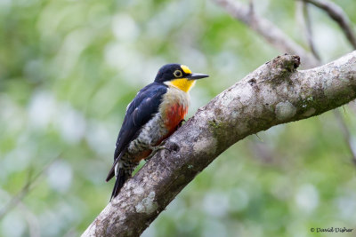 Yellow-fronted Woodpecker, Intervalles SP, Brazil