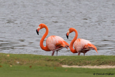 American Flamingo, Turnberry Isle, Miami, Fla