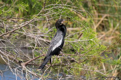 Anhinga, Green Cay, Palm Beach, Fla