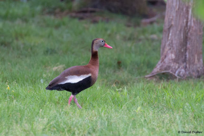 Black-bellied Whistling-Duck, Elon, NC