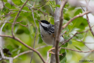 Blackpoll Warbler, Windley Key, Fla