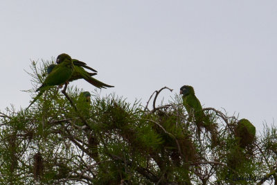 Blue-Crowned Parakeets, Richardson Historic Park, Fort Lauderdale, Fla