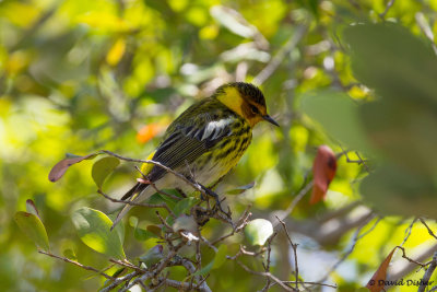 Cape May Warbler, Long Key State Park, Fla