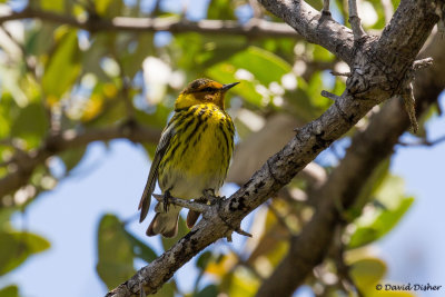 Cape May Warbler, Long Key State Park, Fla