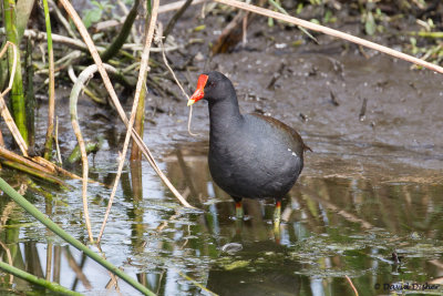Rails, Coots, Gallinules, Limpkins, and Cranes