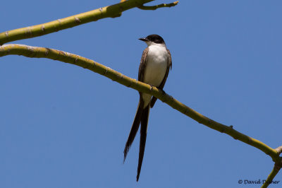 Fork-tailed Flycatcher, Crandon Park, Miami, Fla